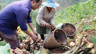ឃុំមួយនៅ Yen Bai ធ្លាប់ដាំអាភៀនជំនួសឱ្យអាហារ ប៉ុន្តែឥឡូវនេះវាបាន "ផ្លាស់ប្តូរ" ហើយមិនអាចស្គាល់បានទេ។