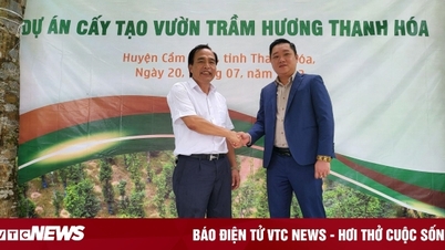 ចាប់ផ្តើមការដាំដុះឈើគ្រញូងដោយប្រើបច្ចេកវិទ្យាជីវសាស្ត្រនៅ Thanh Hoa