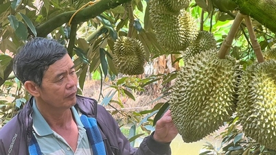 Nhanh tay chuyển hướng trồng sầu riêng VietGAP, lão nông Lâm Đồng được doanh nghiệp đặt cọc, doanh thu 8 tỷ đồng
