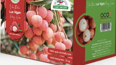 តើផលិតផលថ្មីចំនួន 4 ដែលត្រូវបានវាយតម្លៃ និងជាប់ចំណាត់ថ្នាក់ជា OCOP នៅថ្នាក់ជាតិនៅឆ្នាំ 2024 មួយណា?