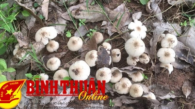 Chuyện người đi tìm nấm mối ở Ðức Linh