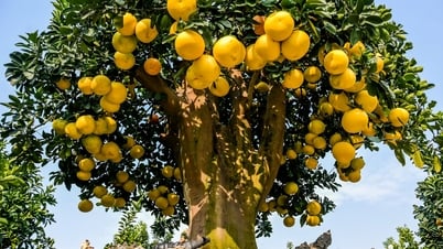 'Siêu bưởi cảnh' cổ thụ đón Tết, khách trả hơn nửa tỷ đồng chủ không bán