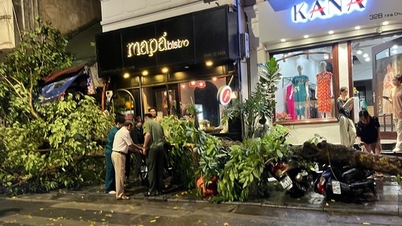 Mưa đá, giông lốc tại Hà Nội, nhiều cây xanh ngã đổ