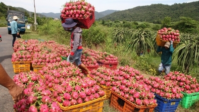 In welche Märkte werden Binh Thuan Drachenfrüchte exportiert?
