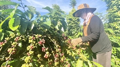 Continuing the strong increase, domestic price approaches 110,000 VND/kg
