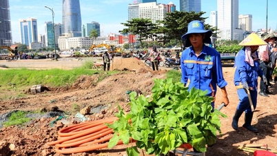 Planting 35,000 sunflowers along the Saigon River