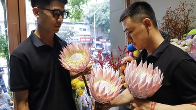 Hà Nội xuất hiện loài hoa mang tên "Thảo đường Hoàng đế Nam Phi" giá 800.000 đồng/bông
