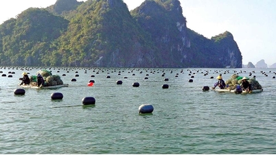 Quang Ninh promotes green growth for sustainable development