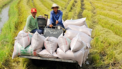 An ninh lương thực quốc gia được đảm bảo