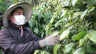 Giảm nhẹ, cao nhất ở mốc 131.000 đồng/kg tại Đắk Nông