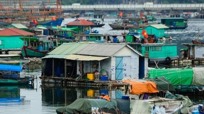 Establishment of Steering Committee to remove IUU "yellow card" warning