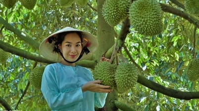 ការ​ដេញ​ថ្លៃ​ម្ចាស់​ក្សត្រី​ទុរេន​ជិត​នឹង​ប្រព្រឹត្ត​ទៅ​ហើយ។