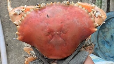 Los cangrejos vivos tienen un color naranja único como los cangrejos hervidos.