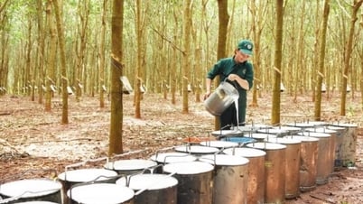 Năm 2025, xuất khẩu cao su kỳ vọng tiếp tục tăng trưởng