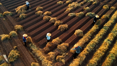 La paja dorada protege el campo
