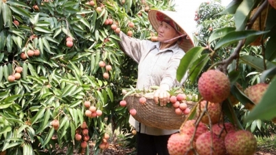 Thị trường nội địa: Còn dư địa lớn cho tiêu thụ nông sản Hải Dương