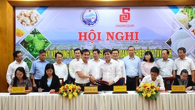 Saigon Co.op signed a contract to consume Tay Ninh products.