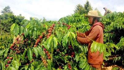 Đâu là nguyên nhân khiến giá cà phê đồng loạt giảm?