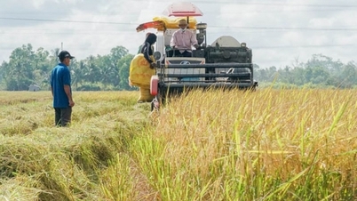 Giá lúa và gạo tiếp tục xu hướng đi ngang