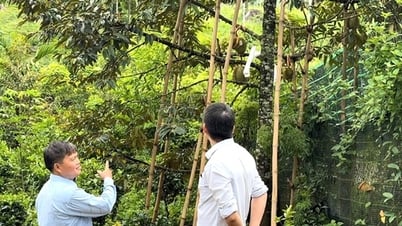 Chủ vườn sầu riêng lớn nhất miền núi Quảng Ngãi trải lòng kinh nghiệm trồng cây ăn trái quí tộc