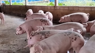 ราคาหมูวันนี้ 1/7/2568 : ราคาคงที่ทุกรายการ