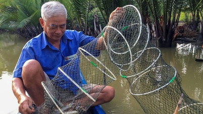 ការចិញ្ចឹមបង្គាយ៉ាងទូលំទូលាយបានប្រសើរឡើងតាមឆន្ទៈរបស់ព្រះនៅ Ca Mau ចាប់បានបង្កងធំទាំងអស់ ប្រជាជនប្រកួតប្រជែងទិញ