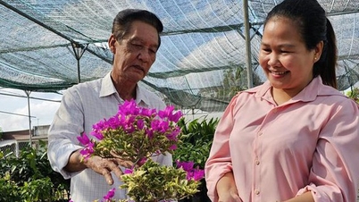 ការរីកលូតលាស់ bougainvillea - រុក្ខជាតិឈើដើម្បីលម្អក្តៅ រីកលឿនពេកមិនឈប់ បុរស Ben Tre រកចំណូលបានរាប់រយលាន