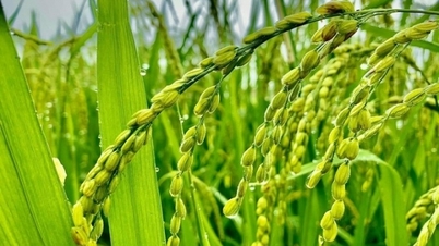 Giá lúa gạo hôm nay 13/11/2024: Giá lúa tăng 100