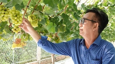 Người tiên phong đưa nho mẫu đơn từ Hàn Quốc về trồng ở miền Tây