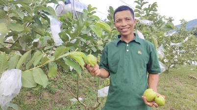 Trồng 200 cây ổi giống mới lạ, nông dân một huyện miền núi ở Bình Định hễ hái là bán hết veo