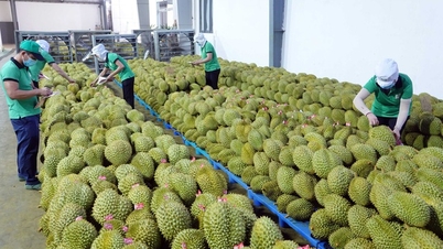 មាន​តែ​វៀតណាម​ទេ​ដែល​មាន​ទុរេន​ស្រស់​លក់។