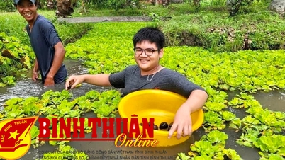 Về Đức Linh trải nghiệm du lịch nông nghiệp