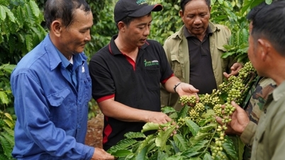 Giá duy trì ở mức cao, xuất khẩu cà phê tiếp tục khởi sắc