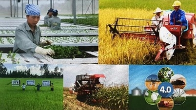 Aprobación del proyecto "La Asociación de Agricultores de Vietnam participa en el desarrollo de la economía colectiva agrícola hasta 2030".