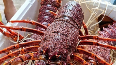 បង្កង​អូស្ត្រាលី​ដែល​មាន​គុណភាព​ខ្ពស់​កម្រ និង​មាន​តម្លៃ​ថោក​នៅ​លើ​ទីផ្សារ​ជិត​ថ្ងៃ​ចូល​ឆ្នាំ