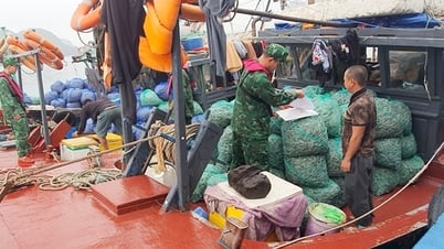 Biên phòng Quảng Ninh bắt giữ các 'hung thần đại dương'