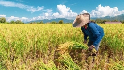 Giá lúa gạo hôm nay ngày 23/6/2024 và tổng kết tuần qua: Giá lúa giảm từ 200