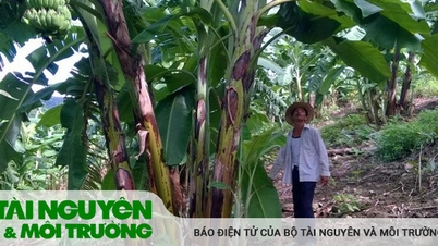 Nhà nông vùng cao "thay tư duy, đổi cuộc đời"...