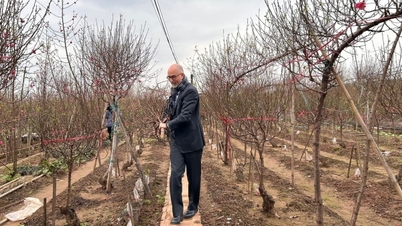 Canadian Ambassador visits Nhat Tan peach blossom land, excitedly welcoming Vietnamese New Year