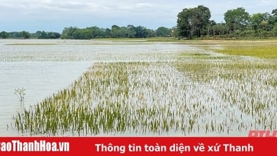 ស្រូវ​រដូវ​ផ្ការីក​រាប់សិប​ហិកតា​ប្រឈម​នឹង​ការ​បាត់បង់​ដោយសារ​ទឹកជំនន់​ជ្រៅ