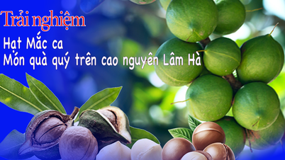 គ្រាប់ Macadamia - អំណោយដ៏មានតម្លៃនៅលើខ្ពង់រាប Lam Ha