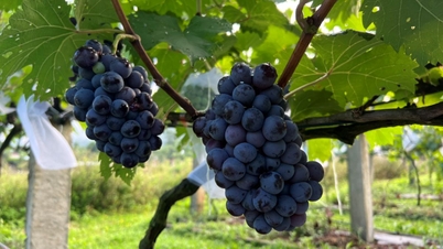 다낭의 계곡 중앙에 있는 닌투안 포도원은 관광객을 끌어들입니다.