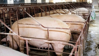 Neo ở mức 67.000 đồng/kg