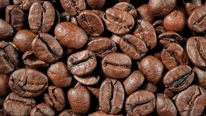 Dự báo giá cà phê Robusta và Arabica sẽ giảm trong thời gian tới