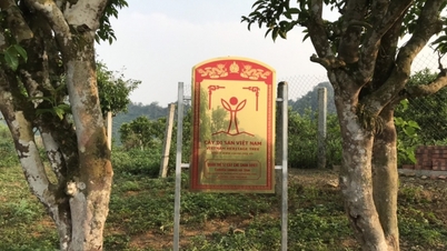 ដើមតែ Shan Tuyet បុរាណចំនួន 57 នៅ Moc Chau គឺជាដើមឈើបេតិកភណ្ឌរបស់វៀតណាម