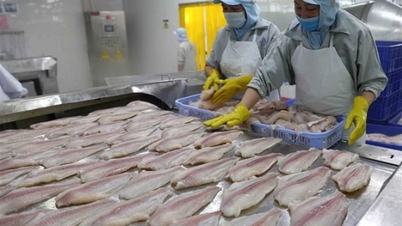 Từng "hụt hơi", xuất khẩu cá tra bất ngờ lấy lại đà tăng tốc