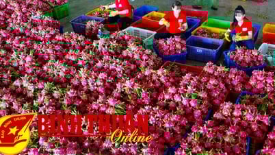 Triển khai dự án “Hệ sinh thái sản xuất và tiêu dùng bền vững”