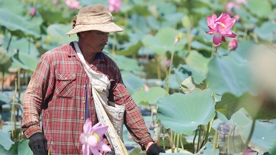 ប្រែក្លាយទីរហោស្ថានទៅជាស្រះផ្កាឈូក