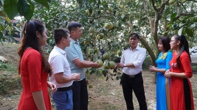 Gắn nhãn truy xuất nguồn gốc cho gần 200 cây bưởi đặc sản Đại Minh