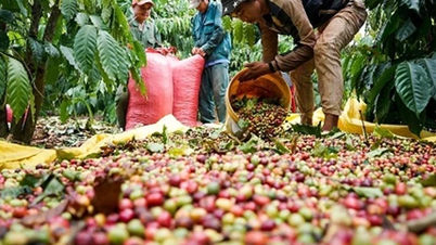 Giá nông sản ngày 18/1/2025: Cà phê tăng đáng kể, hồ tiêu duy trì ổn định